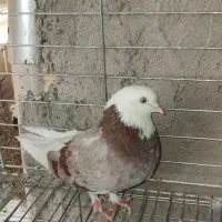 چندتاکبوترخوب