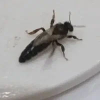 ملکه باکره کارنیکا سوپر کلاسA+ وF1