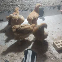 مرغ برهما حنایی و سلطان