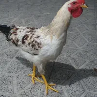 دو عدد خروس