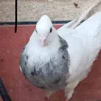 طوقی الماسی نر