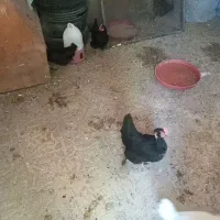 مرغ تخمی محلی اصلی تازه به تخم امده