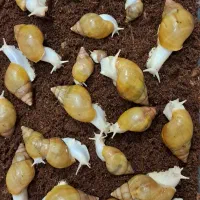 حلزون اچاتینا