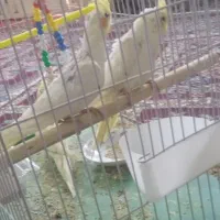 سه عدد جوجه عروس