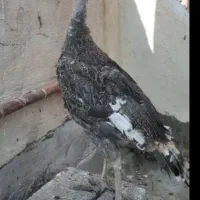 بوقلمون