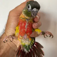 گرینچیک پاین اپل  یلو ساید