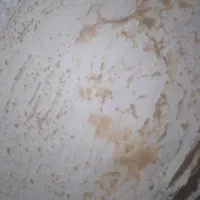 نان تیری تازه