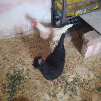 مرغ تخم گذار