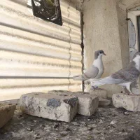 خوشرنگ روسری چپ