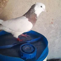 پرنده|پرنده|مسجد سلیمان, |دیوار