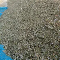 کاه ماشک