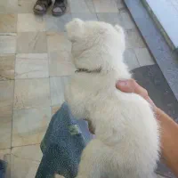پامر نر