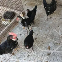 ۶عددجوجه مرغ وخروس اذان گو گلین اصل