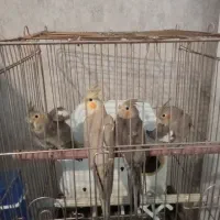 عروس هلندی و مرغ عشق