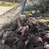 بوقلمون نرو ماده ۳۵عدد