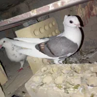 کفتر
