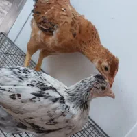 جوجه مرغ
