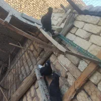 دمسفید آگهی رو کامل بخونید