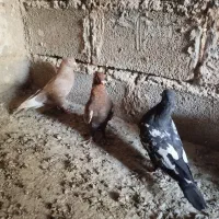 پرنده