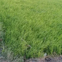 نشا اصل هاشمی