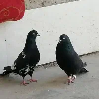 جوجه کله سیاه