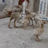 خروس و مرغ کوشامو