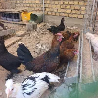 خروس پر پا