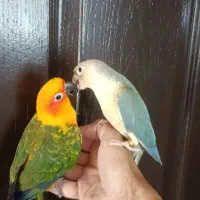 معاوضه باپرنده طوطی عروس قناری سهره کوتوله گرینچیک