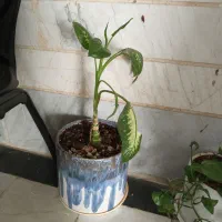 گل طبیعی زیبا