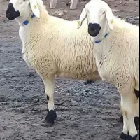 فروش    گوسفند    زنده   در   پرند   شبانه روزی