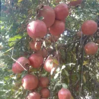 فروش باغ