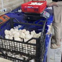 پخش قارچ لوکس و درجه ۱ ارسال مشهد رایگان