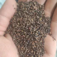 کنجد بهبهان تمیز