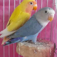 طوطی کوتوله برزیلی