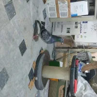 سبز پولی نر