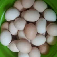 فروش تخم مرغ محلی
