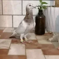 هفترنگ نرخوش هیکل