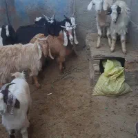 بزغاله نر سبک وزن