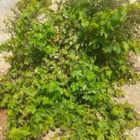 باغشهری-معاوضه-یا-فروش