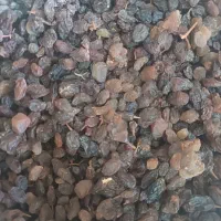کشمش تاکستان آفتابی پلویی و ابگیری
