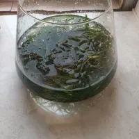 گیاه اکواریوم