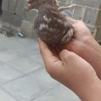 کبوتر دونه 100