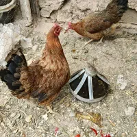 جوجه