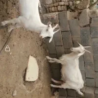 بز سانن و بزغاله ماده