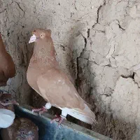کفتر زرد دم سفید دوکاکله