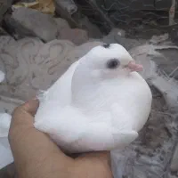 کفتر سبز شیرازی و سفید بلند