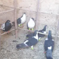 کفترس