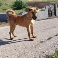 توله فروشی