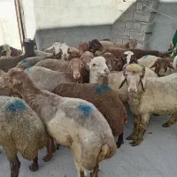 کاور نر داشتی پشم کهنه مال درجه یک