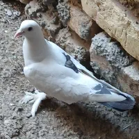 کبوتر خوب